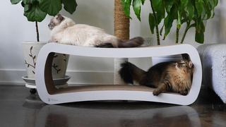 Get Your Paws On PetFusion's Jumbo Cat Lounger For $30 Less Than Usual